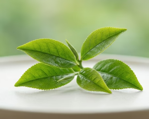 GREEN TEA EXTRACT