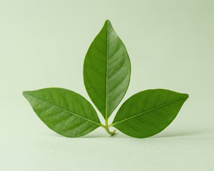 BELPATRA