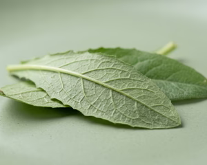 KASANI