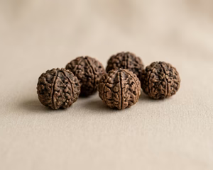 RUDRAKSHA